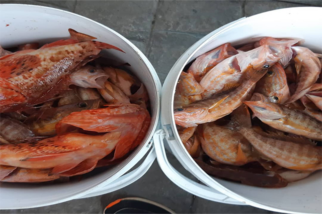 Campeonato de Pesca de Serranos 2021-Es Nàutic