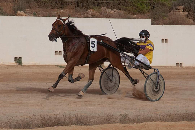 Carreras Trot Ciuta 29-07-21