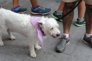 cursa contra el cancer alaior