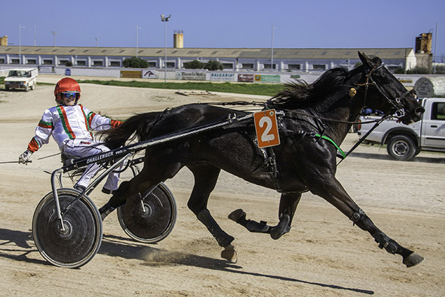 Thuya du Ruisseau (Foto: Carlos Orfila) 26-2-17