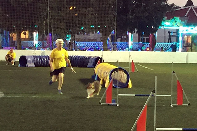 6a exhibició d'Agility de Sant Llorenç 2017