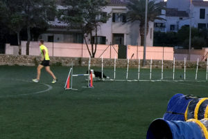 Exhibició d'Agility de Sant Llorenç 2018