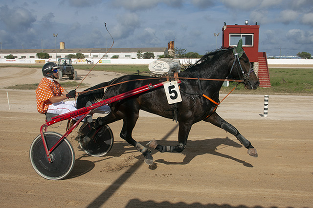 Carreras caballos_mao