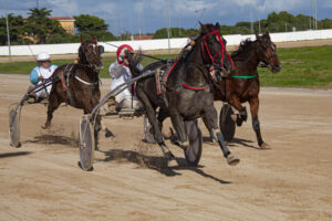 Carreras Trot mao 24-11-19-9