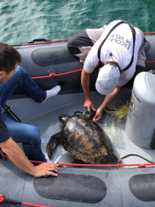 Salvament Tortuga- Es Nàutic