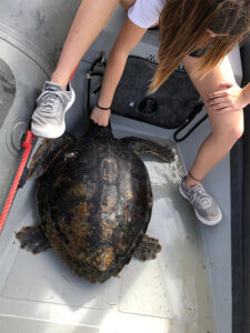 Salvament Tortuga- Es Nàutic