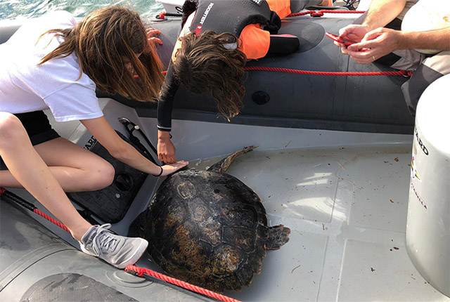 Salvament Tortuga- Es Nàutic