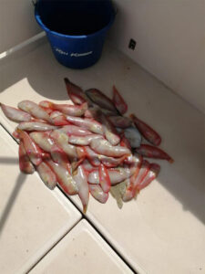 Campionat Social de Raors 2020