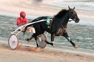 Carreras Trot Ciuta 13-9-20