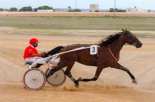 Carreras Trot Ciuta