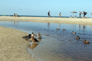 Triatló Olimpic Son Bou_2020