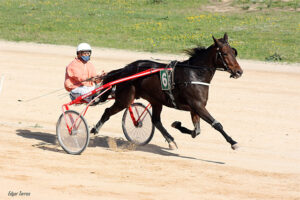 Carreras Trot Mô-Cuore des Pres - E. Borras 1-11-20