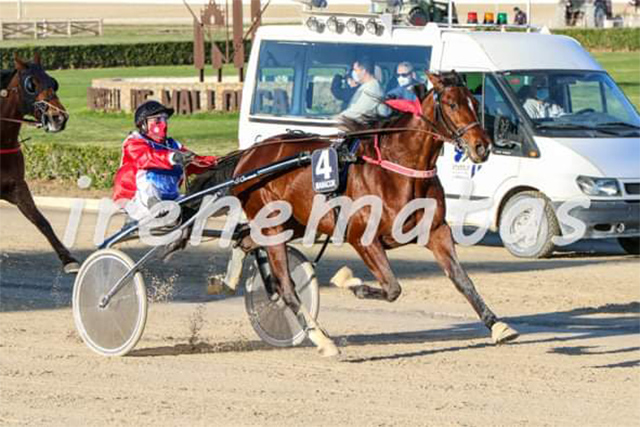 Gran Premi Nacional de trote Son Pardo
