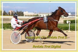 Caballo Premi Manacor