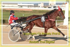 Caballo Premi Manacor2