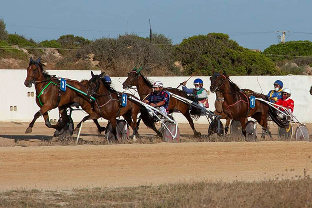 Carreras Trot Ciuta 11-07-21