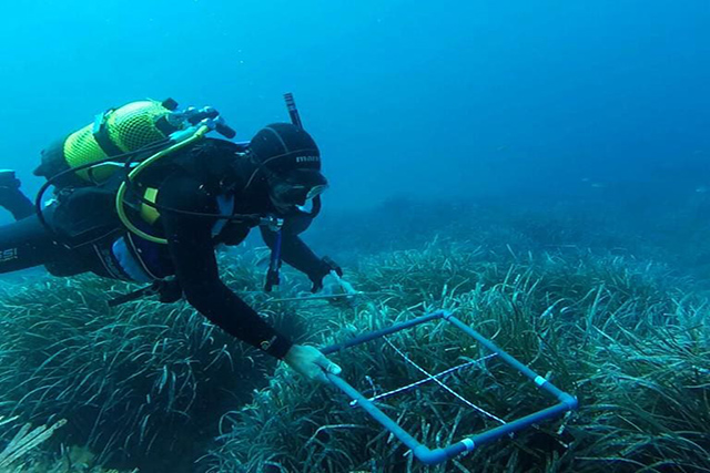 Bussejadors  Nàutic -Obsam control posidònia