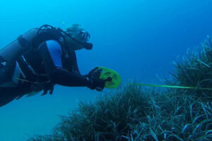 Bussejadors  Nàutic -Obsam control posidònia