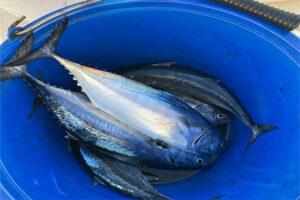 Campionat de Pesca de Currican Costaner 2021