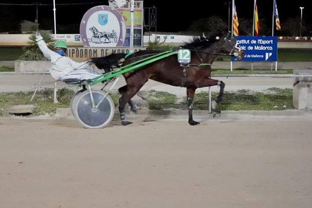 Espiga des Llorer- Hipódromo Manacor