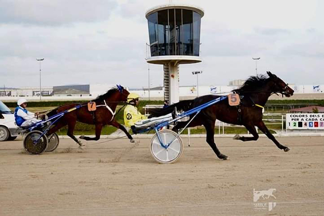 Trot menorquí a Son Pardo