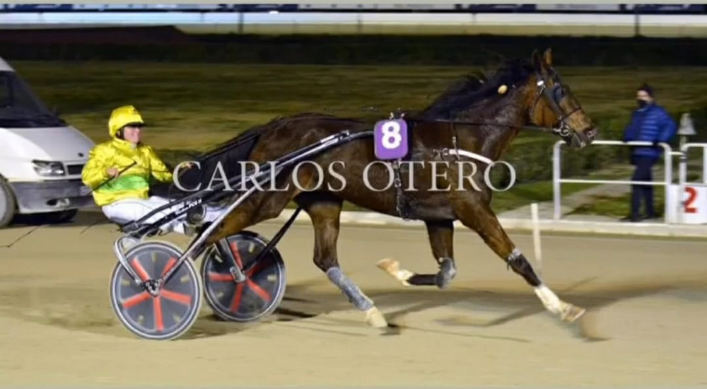 Trot menorquí a Son Pardo