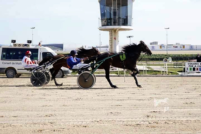 Trot menorquí a Son Pardo