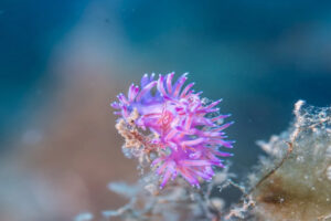 Secció d'escafandrisme del Club Nàutic Ciutadella-visita el Malakoff