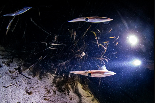 Immersió nocturna-secció d'escafandrisme del Club Nàutic Ciutadella