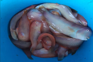 Campionat Social de Pesca de Raors 22-Es Nàutic