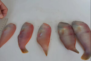 Campionat Social de Pesca de Raors 22-Es Nàutic