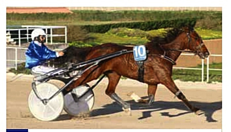 Gran Premi de Manacor de hípica