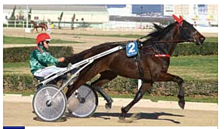 Gran Premi de Manacor de hípica