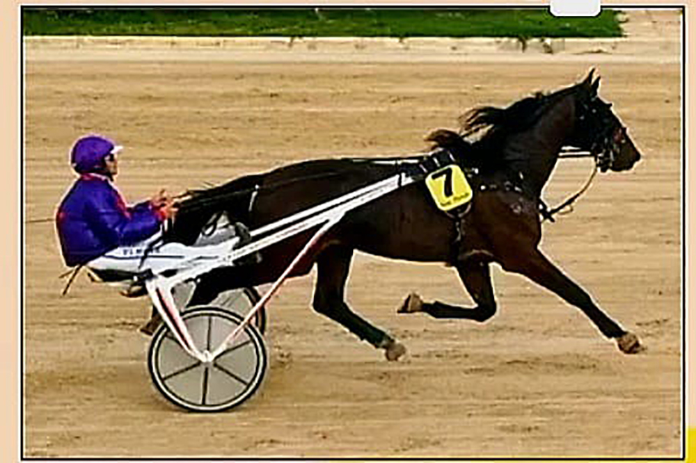 Legend Victory, único caballo menorquín en el Gran Premi Nacional 2024