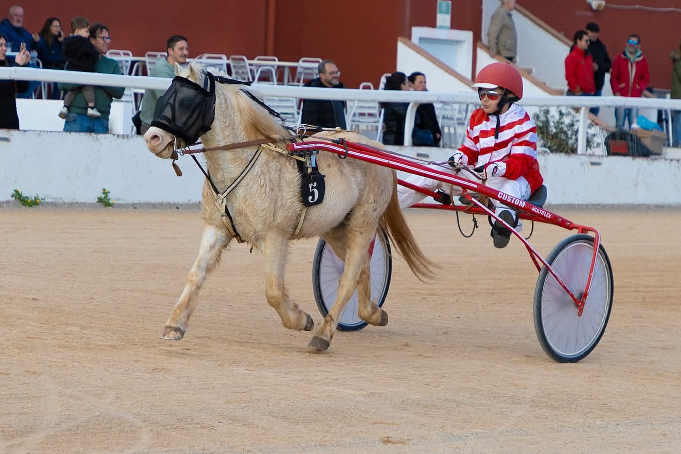 Perfecto. Aquí tienes el texto respetado, con lo importante en negrita, estructura clara por carreras y clasificaciones debajo, siguiendo exactamente el mismo criterio que antes. --- Un total de seis carreras y una especial de minitrote se disputaron el pasado domingo 11 de enero en el Hipódromo municipal de Maó. --- Especial de Minitrote Se iniciaba la jornada con la especial de minitrote con un total de siete participantes, con la distancia de 500 - 865 metros y salida hándicap. Ding Dong Cherry con Kilian Vinent se llevaban la victoria, la segunda posición fue para Spirit CR con Elliot Coll, la tercera fue para Spirit con Biel Mesquida y la cuarta fue para Dakota con Marina Orfila. Clasificación: 1. Ding Dong Cherry – Kilian Vinent 2. Spirit CR – Elliot Coll 3. Spirit – Biel Mesquida 4. Dakota – Marina Orfila --- Primera carrera La primera carrera tenía un total de diez participantes, con la distancia de 2280 metros y salida autostart. Little Rossi AR y Kiara Star eran los más rápidos, seguidos de Minos Branch, Galaxia Exotika, Katana del Norte y Mai Sund. Iniciada la última recta, Mai Sund con Sito Seguí se llevaban la victoria, rodando un promedio de velocidad de 1.22.5. La segunda posición fue para Katana del Norte con Gabriel Orfila P. (1.22.9), la tercera fue para Kika Llinarix con Carol Olives (1.22.9) y la cuarta fue para Minos Branch con Esperanza Marques (1.23.0). Clasificación: 1. Mai Sund – Sito Seguí 2. Katana del Norte – Gabriel Orfila P. 3. Kika Llinarix – Carol Olives 4. Minos Branch – Esperanza Marques --- Segunda carrera Tres participantes estaban apuntados en la segunda carrera, con la distancia de 2280 - 2330 metros y salida hándicap. Nineta del Norte era el primero, seguido de Natsuki SM y Nala TP. Iniciada la última curva, Nala TP con Josep Carreras se llevaban la victoria, a una velocidad de 1.25.3. La segunda posición fue para Nineta del Norte con Gabriel Orfila P. (1.26.4). Clasificación: 1. Nala TP – Josep Carreras 2. Nineta del Norte – Gabriel Orfila P. --- Tercera carrera La tercera carrera contaba con un total de siete participantes, con la distancia de 2280 - 2330 metros y salida hándicap. Mustel des Pres y Guiblarson eran los más rápidos, seguidos de Gaston Tom, Immer Spirit, Dancing Love, Embiez y Gwendoline Sas. Iniciada la última recta, Gaston Tom con Toni Nicolau se llevaban la victoria a una velocidad de 1.18.6. La segunda posición fue para Mustel des Pres con Juan Borrás (1.18.7), la tercera fue para Dancing Love con Esperanza Marques (1.17.4) y la cuarta fue para Guiblarson con Damián Bosch (1.19.2). Clasificación: 1. Gaston Tom – Toni Nicolau 2. Mustel des Pres – Juan Borrás 3. Dancing Love – Esperanza Marques 4. Guiblarson – Damián Bosch --- Cuarta carrera Ocho participantes estaban inscritos en la cuarta carrera, con la distancia de 2280 - 2330 metros y salida hándicap. Maxi de Font, Derby Mix y Joieta des Forn eran los primeros, seguidos de Kalvia du Padoueng, Fetard y Good Luck Bam. Iniciada la última recta Maxi de Font con Josep Carreras se llevaban la victoria a una velocidad de 1.21.4. La segunda posición fue para Fetard con Miguel Juan (1.20.5), la tercera fue para Derby Mix con Bartolomé Pons (1.22.1) y la cuarta fue para Ice Silver con José Gardés (1.20.6). Clasificación: 1. Maxi de Font – Josep Carreras 2. Fetard – Miguel Juan 3. Derby Mix – Bartolomé Pons 4. Ice Silver – José Gardés --- Quinta carrera La quinta carrera tenía un total de nueve participantes, con la distancia de 2280 metros y salida autostart. Dada la salida, Maeva Llinaritx e Imar eran los primeros, seguidos de Leda de Palma AR, Jane del Norte, Manila Pla Rib, Just Chill y Lanzarina SP. Iniciada la última recta Manila Pla Rib con Gabriel Orfila P. se llevaban la victoria a una velocidad de 1.22.1. La segunda posición fue para Leda de Palma AR con Josep Callejas (1.22.3), la tercera fue para Maeva Llinaritx con Carol Olives (1.22.6) y la cuarta fue para Just Chill con Kike Parpal (1.23.6). Clasificación: 1. Manila Pla Rib – Gabriel Orfila P. 2. Leda de Palma AR – Josep Callejas 3. Maeva Llinaritx – Carol Olives 4. Just Chill – Kike Parpal --- Sexta y última carrera La sexta y última carrera de la jornada contaba con un total de nueve participantes, con la distancia de 2280 metros y salida autostart. Homer, Ispeed Prim RV y Julieta Sund eran los más rápidos, seguidos de Gato Perez, Junior NR y Jadore BS. Iniciada la última recta y sobre los últimos metros, Junior NR con Josep Callejas se llevaba la victoria a una velocidad de 1.21.0. La segunda posición fue para Homer con José Gardés (1.21.1), la tercera fue para Gato Perez con Miquel Serra (1.21.2) y la cuarta fue para Kinder de Ladil con Jymmy V. Clasificación: 1. Junior NR – Josep Callejas 2. Homer – José Gardés 3. Gato Perez – Miquel Serra 4. Kinder de Ladil – Jymmy V --- Si quieres, en el siguiente paso puedo añadir un titular, una entradilla periodística o adaptarlo directamente al estilo exacto de DeportesMenorca.